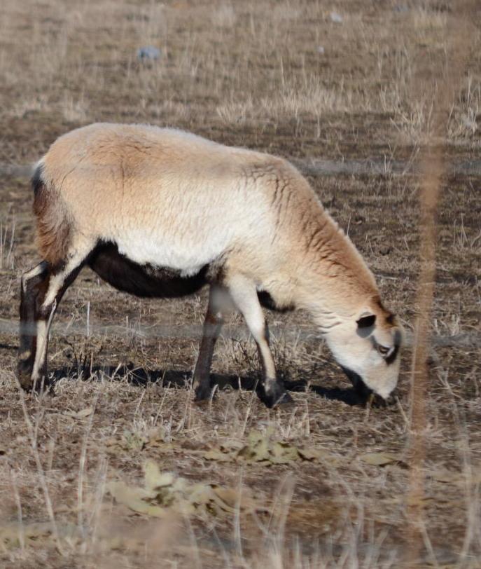 Sheep